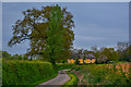 East Devon : Country Lane