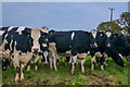 East Devon : Grassy Field & Cattle