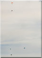 SE9801 : Parachutists over Hibaldstow by Julian P Guffogg