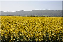 SO7942 : Oilseed rape and the Malvern Hills by Philip Halling