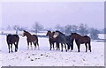 ST8382 : Polo Ponies, nr Alderton, Wiltshire 1991 by Ray Bird