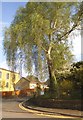 Willow tree on North Street, Castle Cary