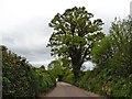 Mature tree on Sidmouth Road