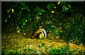 ST8281 : Badger with bedding, nr Alderton, Wiltshire 1994 by Ray Bird