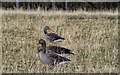 NH7544 : Greylag Geese by valenta