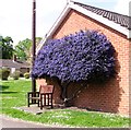 Californian lilac at Nightingale Cottages