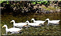 The "muckless" ducks of Bassenthwaite