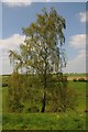 SP0506 : Silver birch tree by Philip Halling