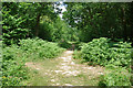 Paths in Highridge Wood