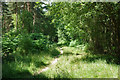 Path in Highridge Wood