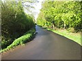 Damp road, Main Plantation