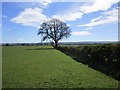 Sheep grazing near Burnholme Farm