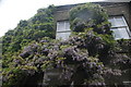 View of the oldest wisteria in the country from the Fuller