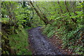 Steep wooded hillside and track, Duhonw valley