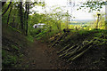 Logs by the path in Aston Wood