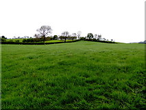 H5064 : A grassy field, Moylagh by Kenneth  Allen
