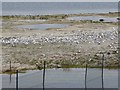 SD1778 : Ternery on Hodbarrow Lagoon by Oliver Dixon