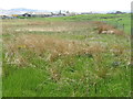 Marsh and rough grazing at Ballimartin