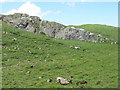 Rocky grassland near Ballimartin