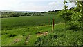 Crop Field Near Little Welnetham