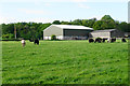 Cattle by Hill Farm