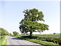 SK8488 : Roadside tree near Basswood Farm by Graham Hogg