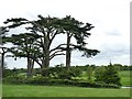 SJ5510 : Cedar trees in Attingham Park by Graham Hogg