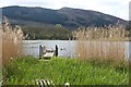 White Moss Loch