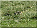 Brown hare in green grass