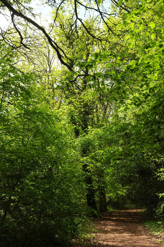 Path, Ashclyst Forest © Derek Harper :: Geograph Britain and Ireland