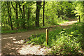 Track junction, Ashclyst Forest