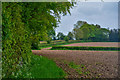 East Devon : Ploughed Field