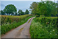 East Devon : Country Lane