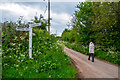 East Devon : Country Lane