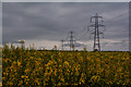 East Devon : Rapeseed