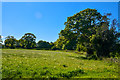 East Devon : Grassy Field