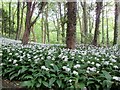 A  carpet  of  wild  garlic  in  the  plantation