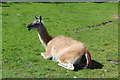 SC3694 : A Guanaco (Lama guanicoe) at Curraghs Wildlife park by Richard Hoare