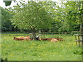 Cows in a buttercup meadow