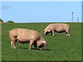 Pigs on Whitecross Farm