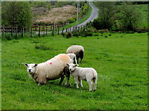 H5375 : Ewe and lamb, Drumnakilly by Kenneth  Allen