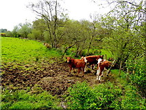 H5375 : Cattle, Drumnakilly by Kenneth  Allen