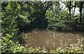 Pond beside the track