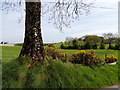 Tree and whins, Clogherny Glebe Upper