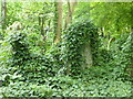 Ivy-covered gravestones in Highgate East Cemetery