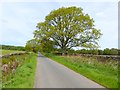 Country road near Baronwood Farm