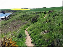 NT9266 : Berwickshire Coastal Path near Yellow Craig Head by Andrew Curtis