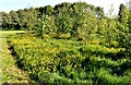 Buttercups (Ranunculus) in Moorside Park