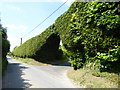 Hedge, The Street