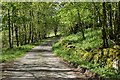 Road through Clifton Wood